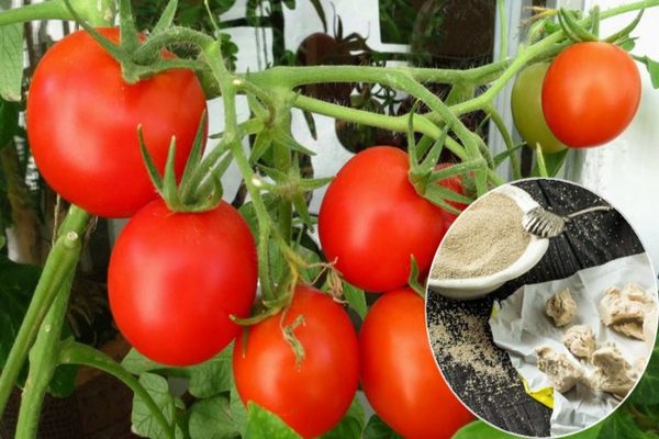 alimentando tomates com análises de fermento