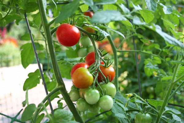 feeding tomatoes in the open field