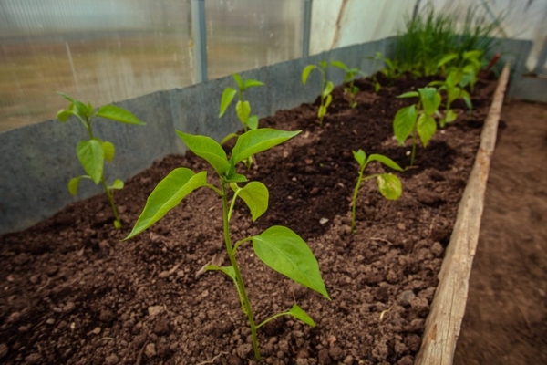 la primera alimentació de pebrots després de la sembra a l’hivernacle