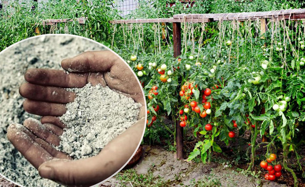 top dressing with ashes of tomatoes