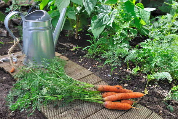 Подхранване на моркови и цвекло