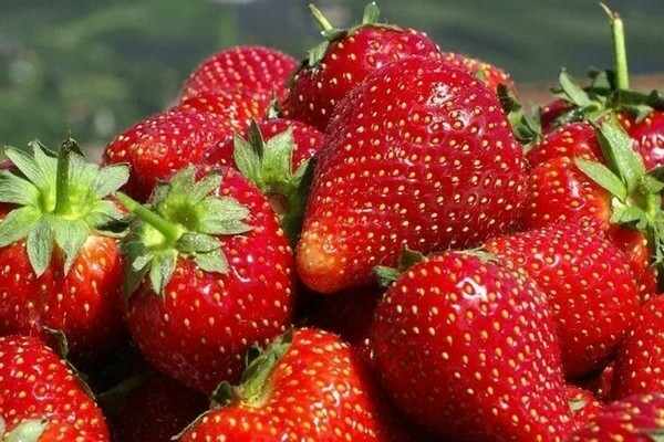 Ang pagpapakain ng mga strawberry na may lebadura