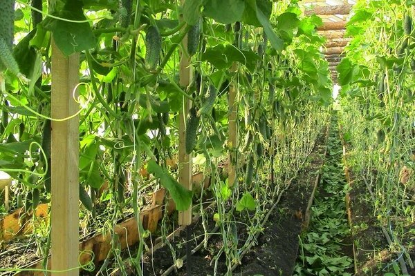 How feeding cucumbers with yeast affects their harvest