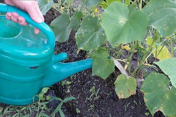 What is the time frame for feeding cucumbers with yeast?