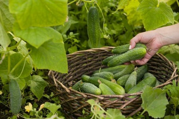 How cucumbers and yeast interact. Top dressing: features
