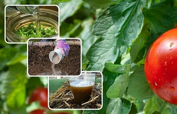 Complex fertilizer for tomatoes