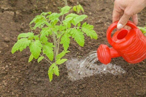 Baja semasa menanam tomato, untuk anak benih