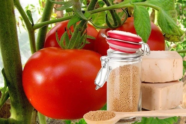 feeding tomatoes with yeast recipe