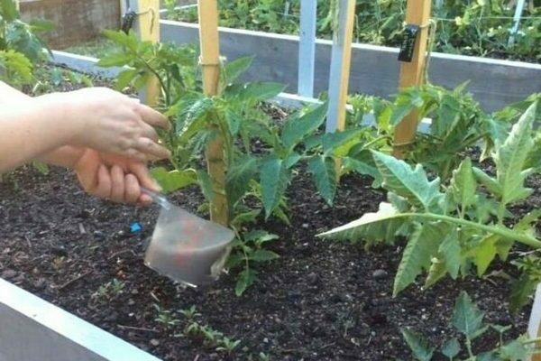feeding tomatoes with yeast in a greenhouse