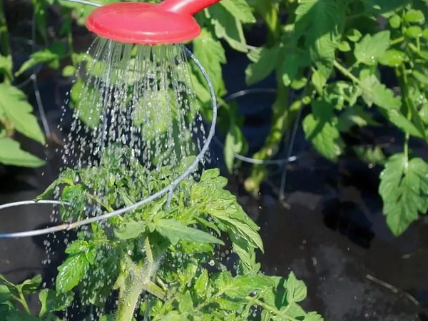 arroser les tomates