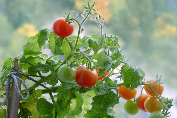 подхранвайте домати