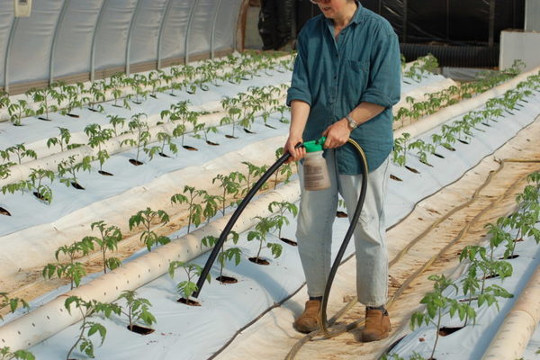 feeding a tomato in a greenhouse
