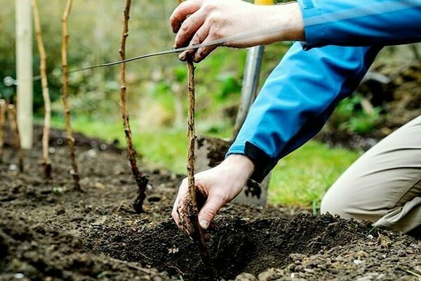 planting raspberries and care