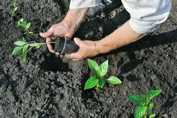 plantning af peber