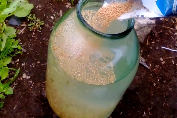 yeast feed for cucumbers