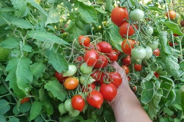 Varieti tomato