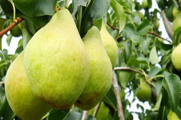 pear variety just Maria