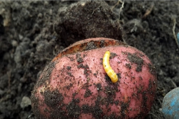 wireworm in potatoes photo