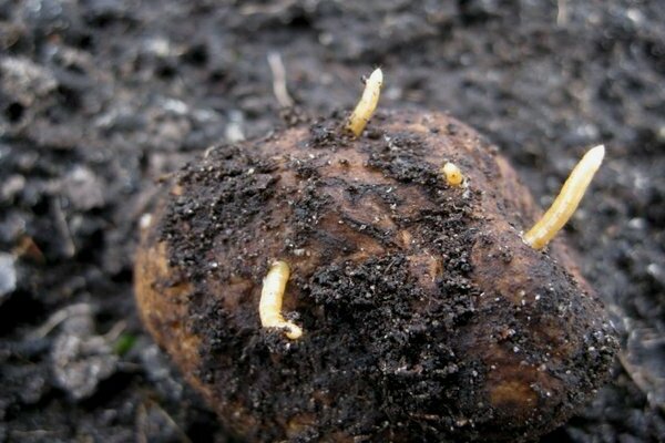 how to process potatoes from a wireworm