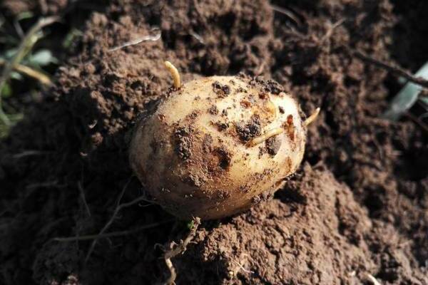 ver fil-de-fer dans les pommes de terre comment s'en débarrasser