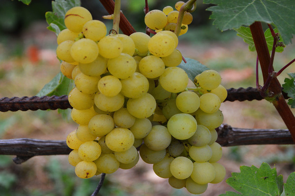 early grapes