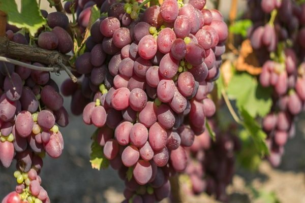 early grape varieties