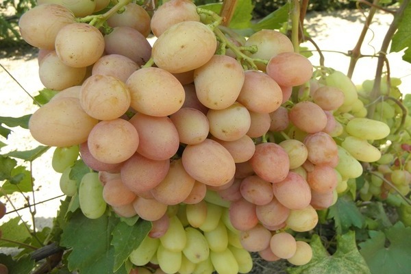 grape variety early description