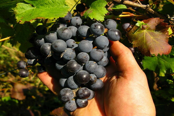 early grape varieties