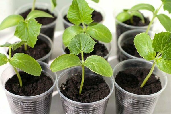 как да се хранят разсад краставици за растеж