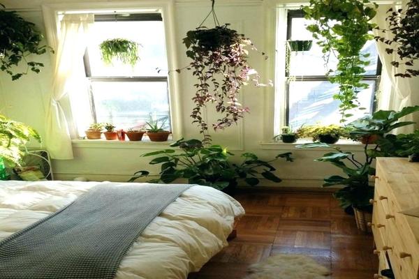 hvilke planter å beholde på soverommet