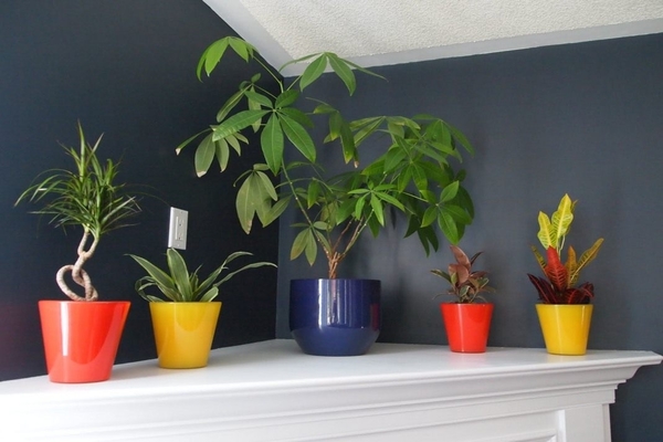 plants for bedroom photo