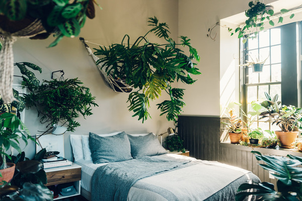 plants for bedroom photo