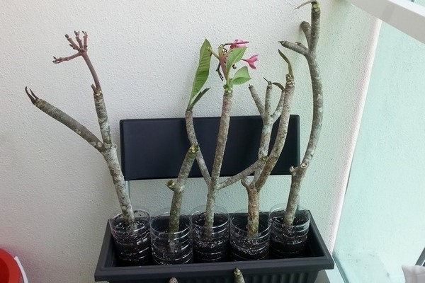 Propagation of adenium by cuttings: rooting in the ground