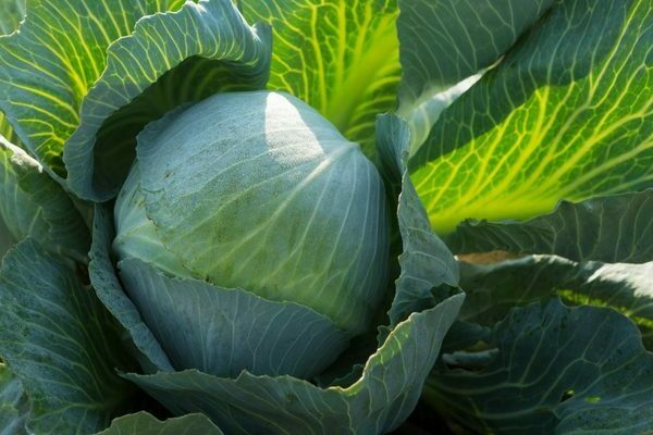 rinda cabbage