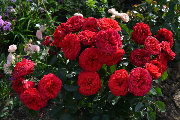 varieties of roses