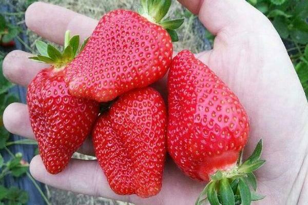 Variété de fraise Roxana