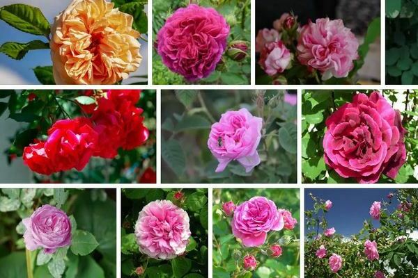 Rose of Damascus: briefly about this variety