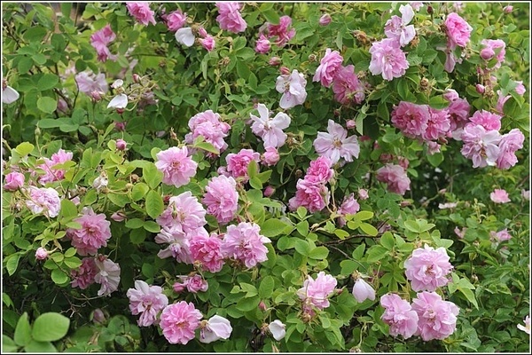 Rose de Damas: photo, description des variétés les plus célèbres