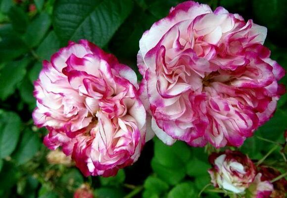 Rose de Damas: photo, description des variétés les plus célèbres