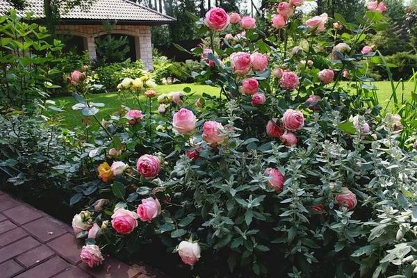 Roses Shraba -varianter: instruksjoner for riktig dyrking og omsorg