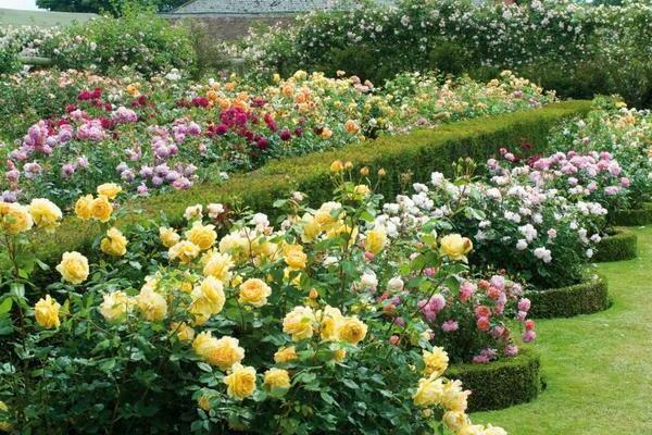 Jardin de roses bricolage