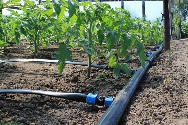automatic drip irrigation system