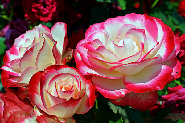 varieties of roses