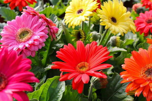bunga gerbera
