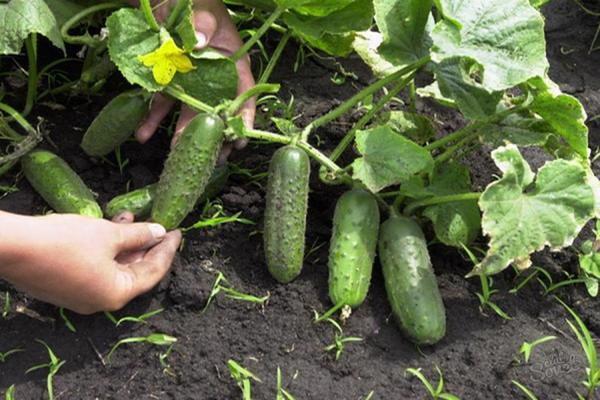 self-pollinated cucumber varieties
