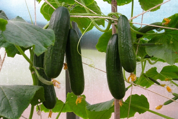 self-pollinated cucumber varieties