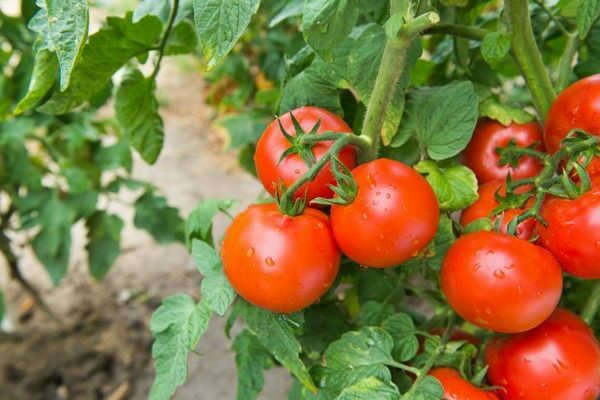 Beskrivelse av variasjonen av tomater Sanka