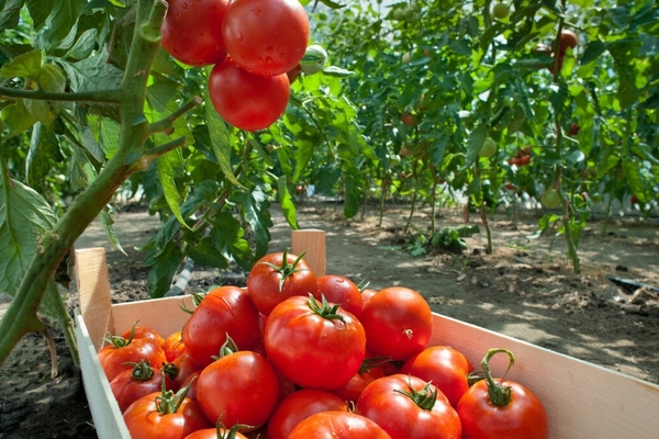 nourrir les tomates avec de l'acide borique