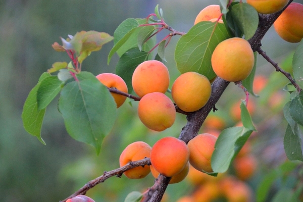 gambar aprikot
