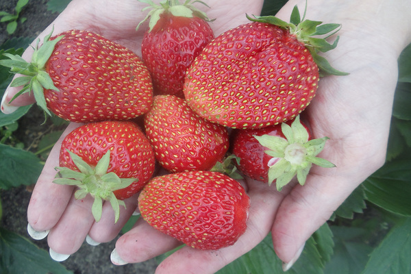 Description de la variété de fraise Selva